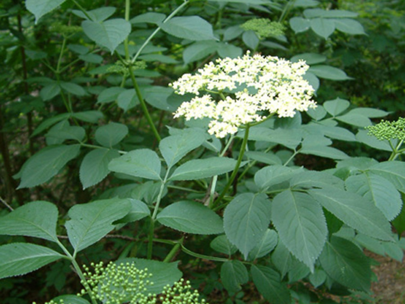 Using black elderberry