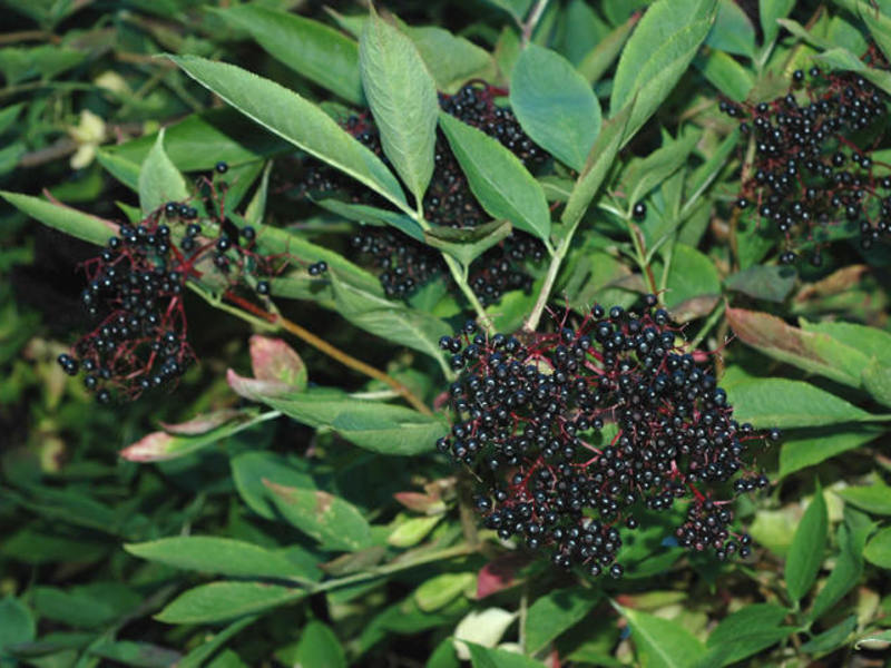 Elderberry broth