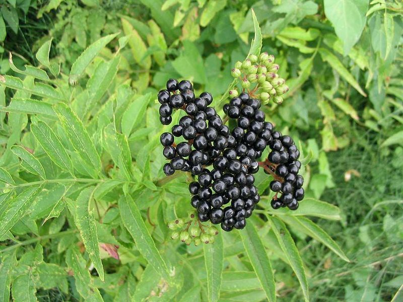 What properties does elderberry have?