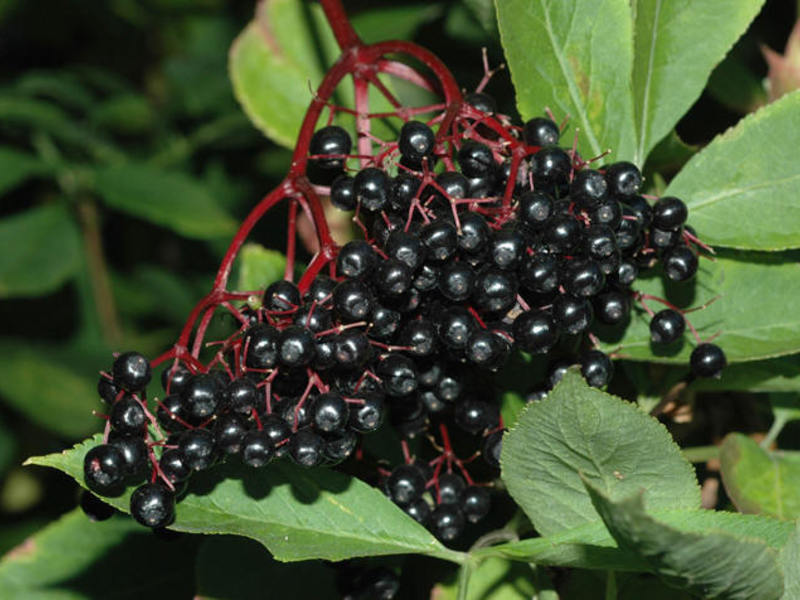 Properties of the black elderberry