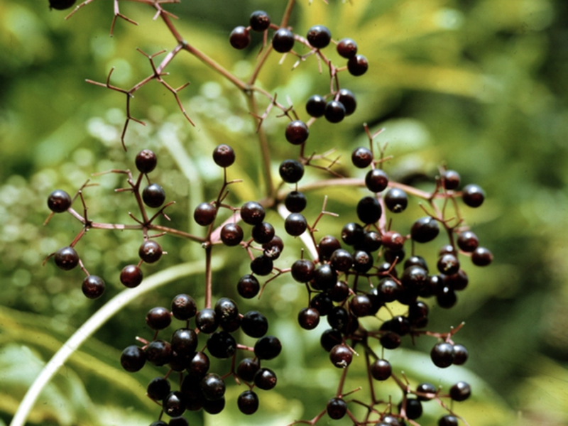 Black elderberry bush