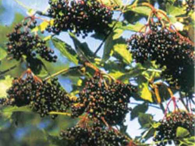 Where does elderberry grow