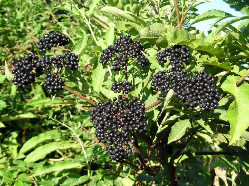 Varieties of black elderberry