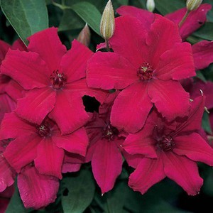 How to care for clematis