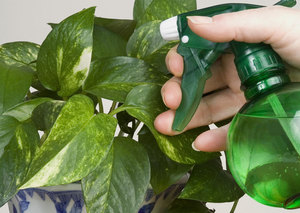 A note to the grower: how to deal with whitefly on indoor plants