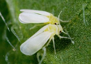 Fighting whitefly on indoor plants