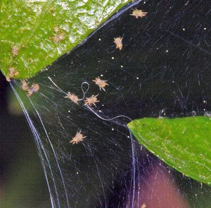 Whitefly control methods