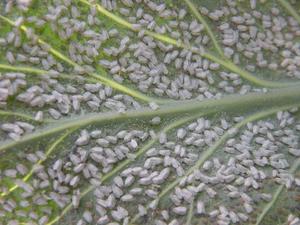 Effective whitefly control methods