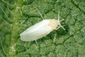 Whitefly appearance