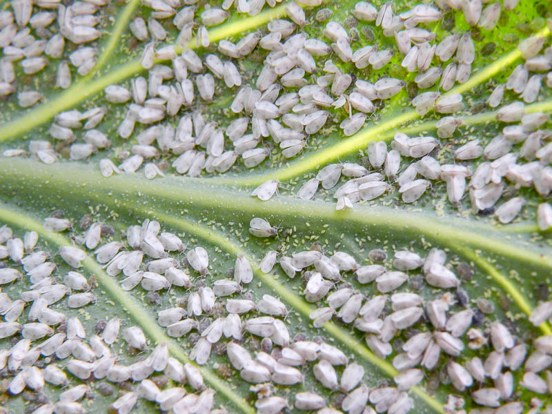 Whitefly on flowers