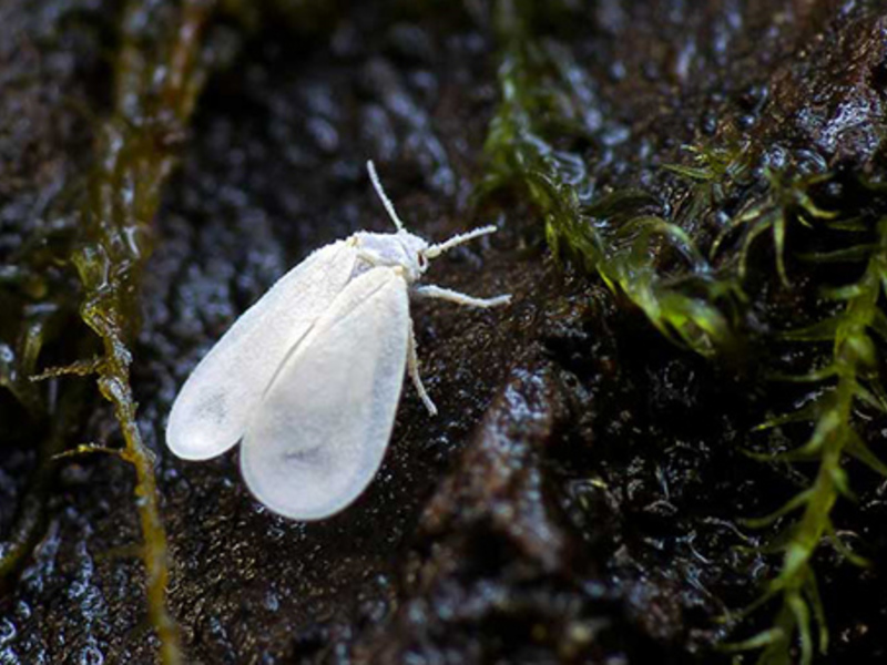 Fighting whitefly on indoor plants