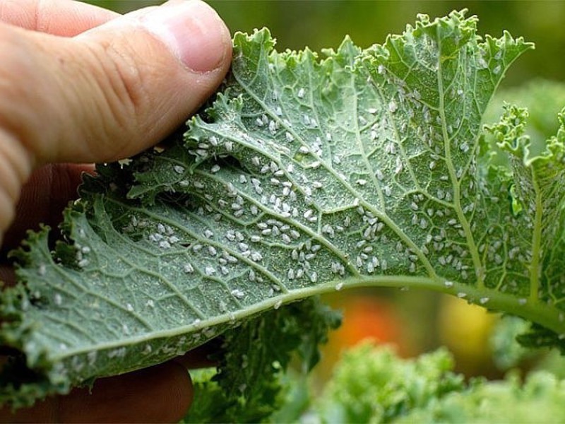 Fighting whitefly on indoor plants