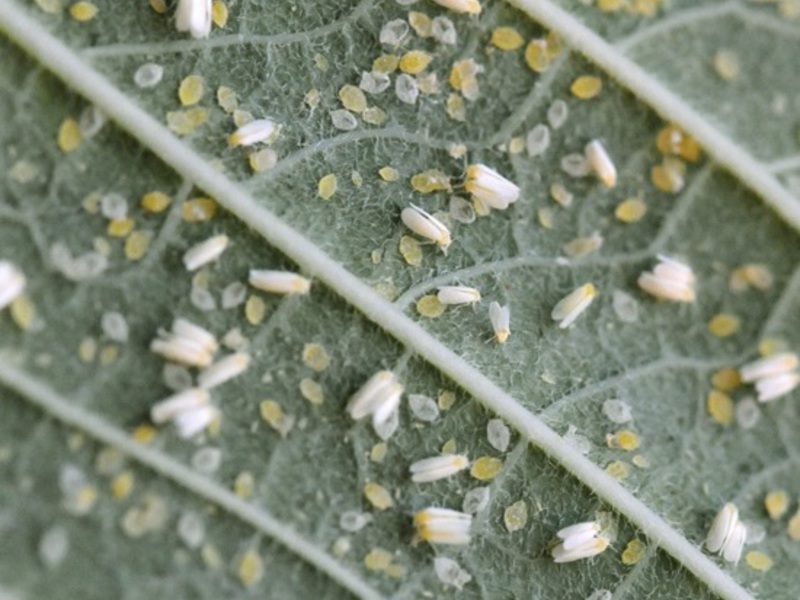 How the whitefly reproduces