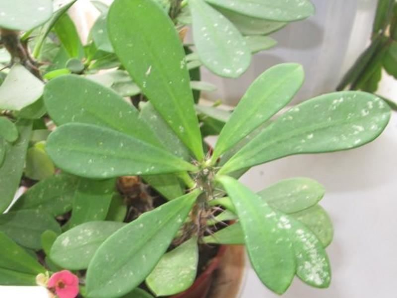 Fighting whitefly on indoor plants