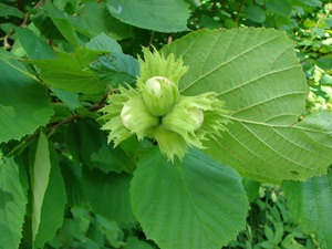 Features of hazel: description of hazel, where it grows and photos