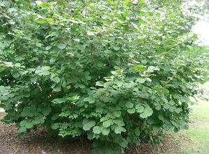 Hazelnut garden