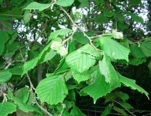 Why hazelnuts are useful