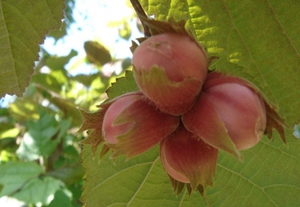 Variegated hazel