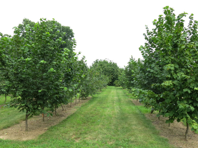 Hazel plantations