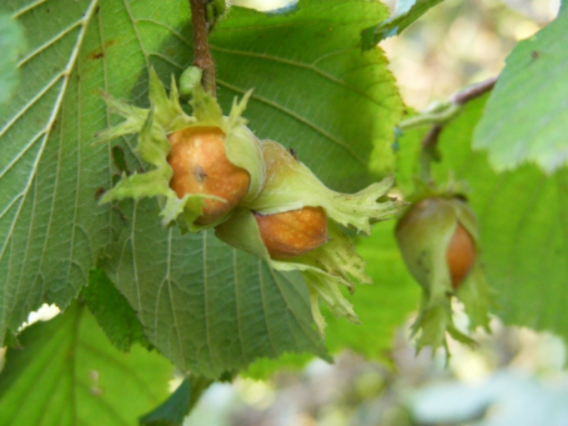 Hazelnut garden