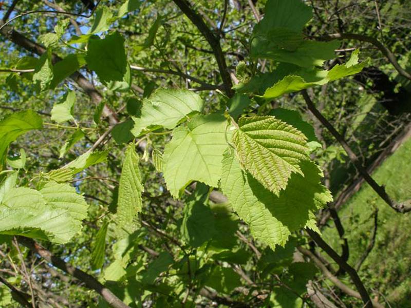 How to plant hazel