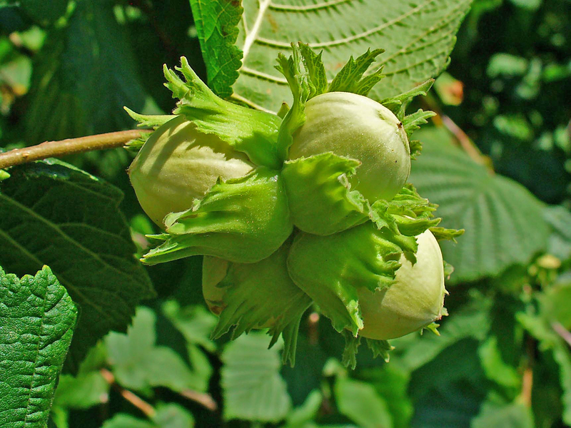 Hazelnut fruit