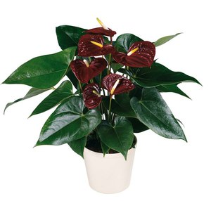 Anthurium is one of the most famous tropical species