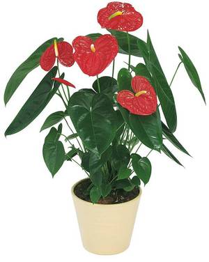 Types of anthurium