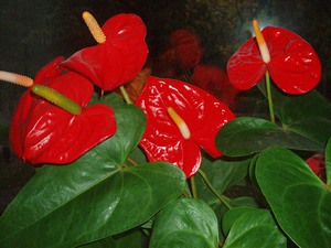 How anthurium blooms