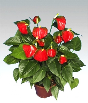 Anthurium how to care