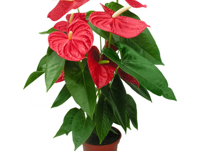 Anthurium is one of the most famous tropical species