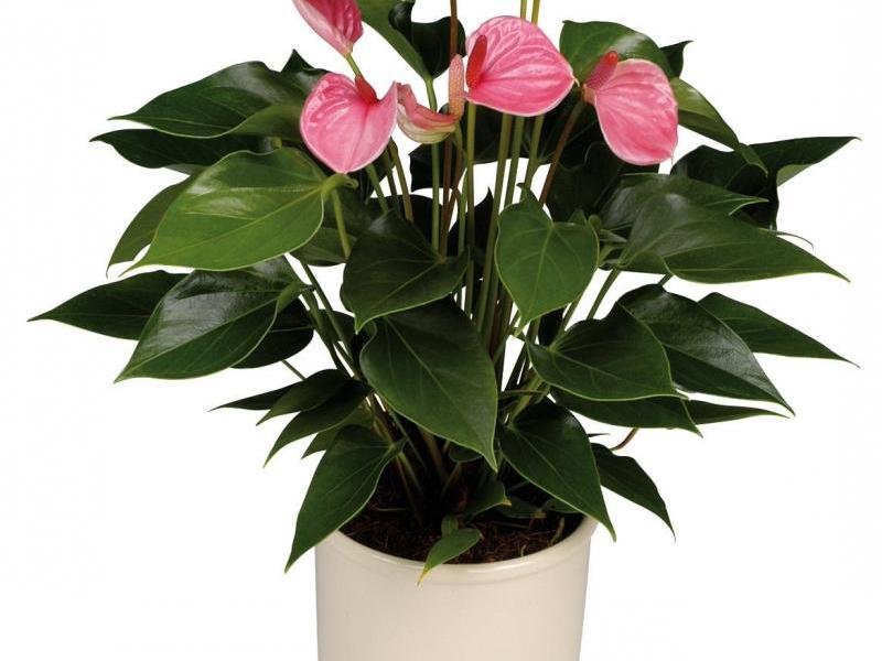 Indoor anthurium