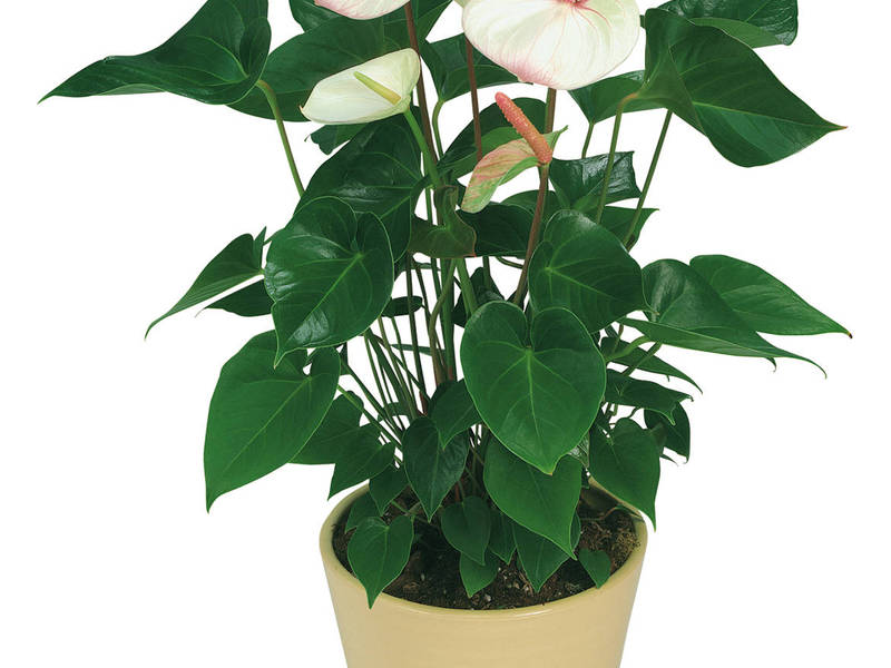 How to care for conductive anthurium