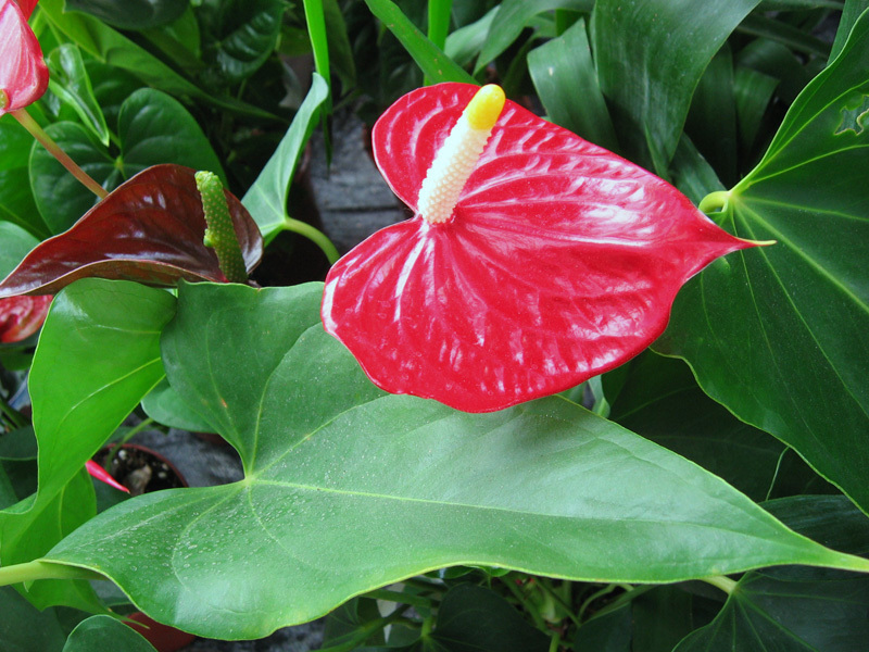 Description of the anthurium flower