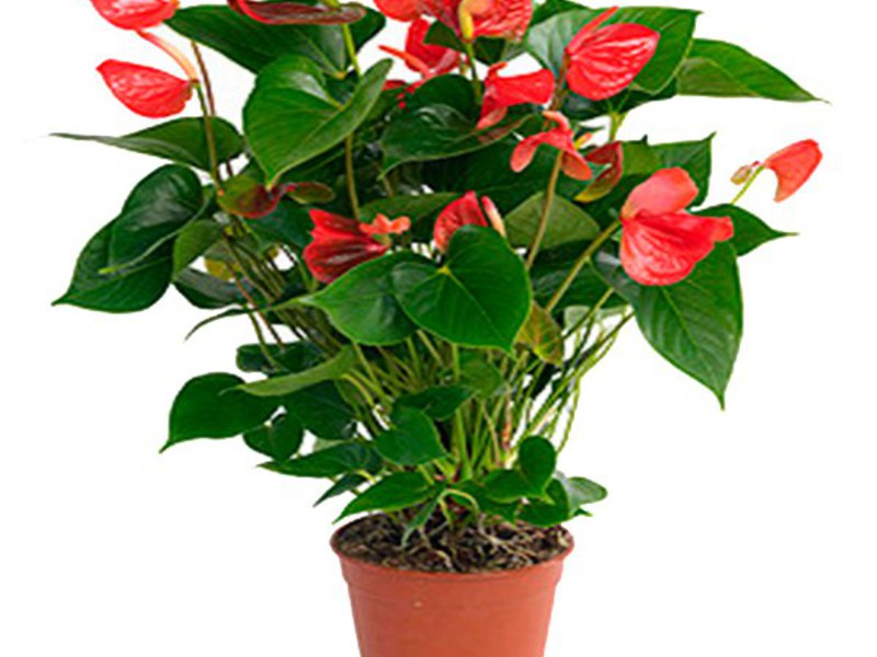 Planting and growing anthurium