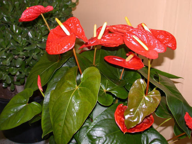 Anthurium how to care for a flower