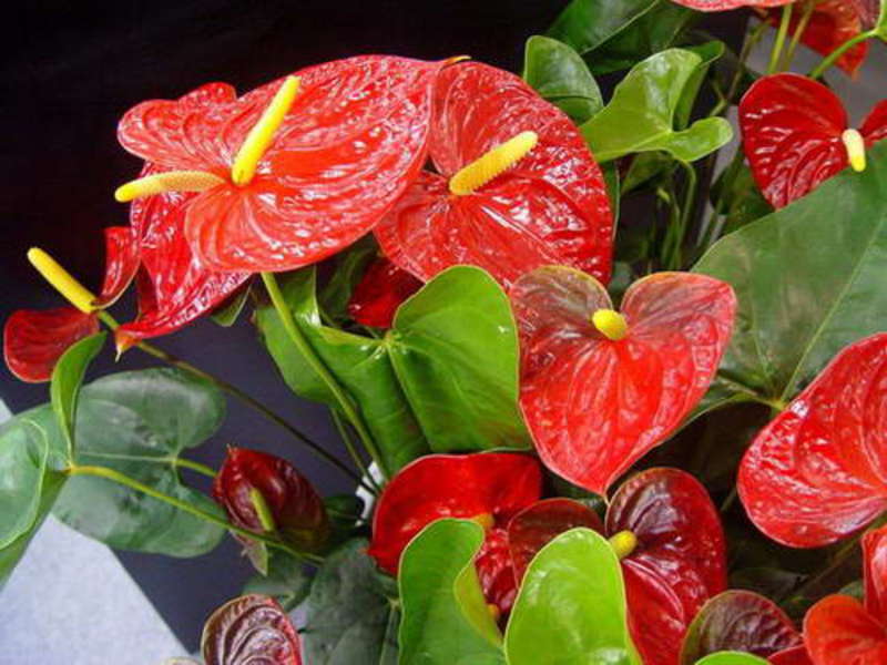 Anthurium plant in the house