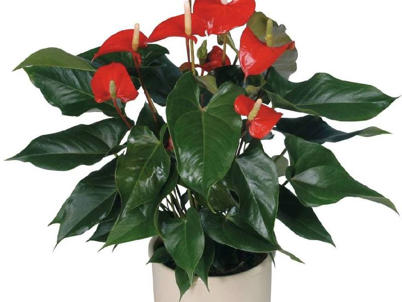 What is the peculiarity of anthurium