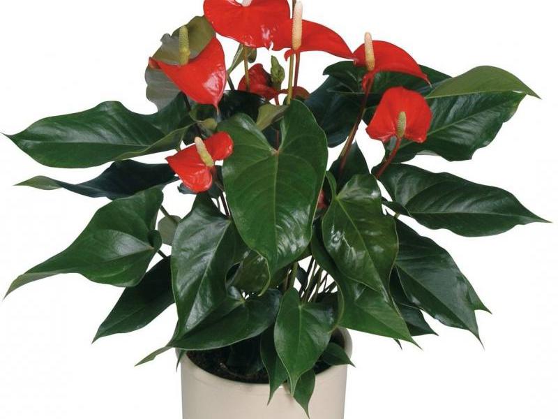 Special care for anthurium