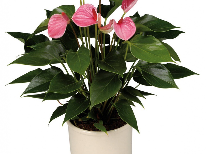 How long does anthurium bloom