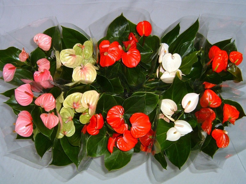 Anthurium is one of the most famous tropical species