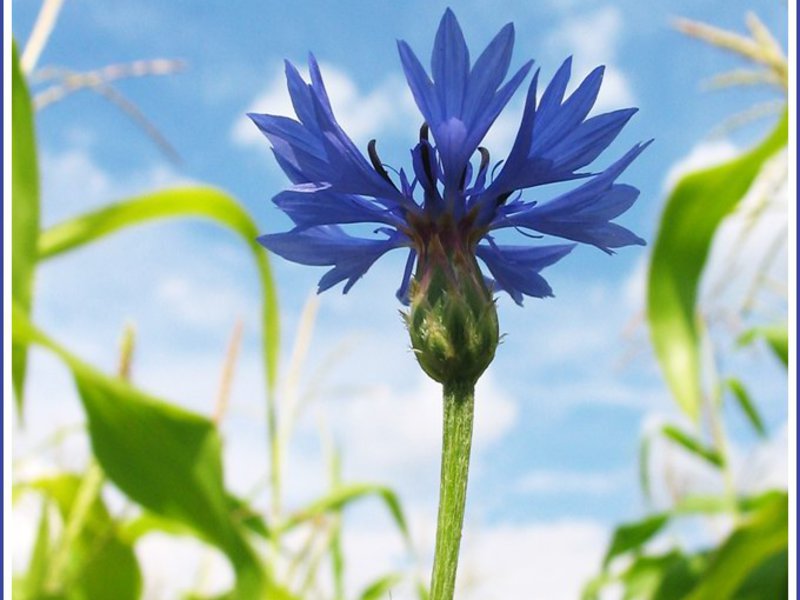 How the cornflower blooms