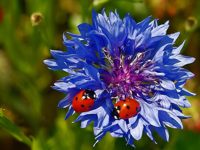 Cornflowers in the garden