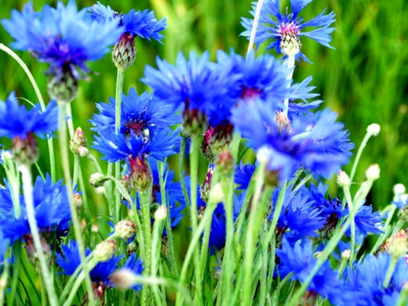 Conditions for growing cornflowers