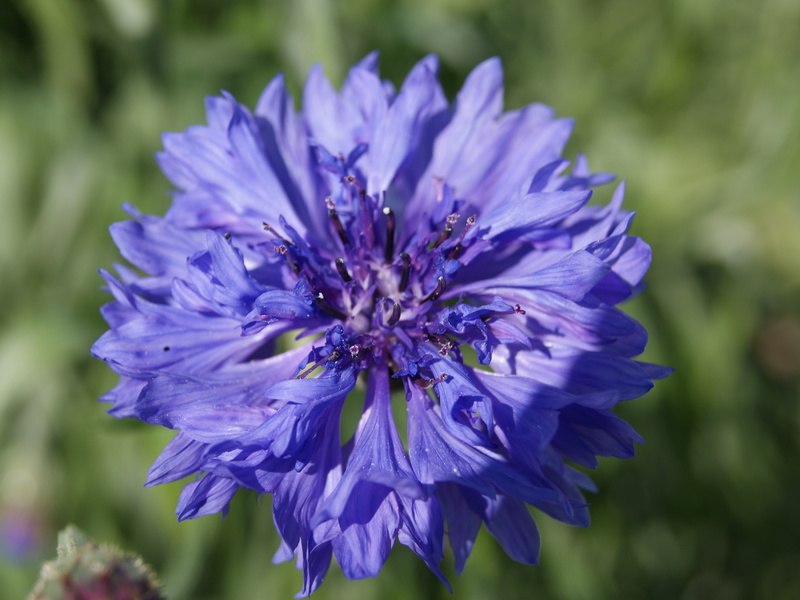 In which regions does cornflower grow