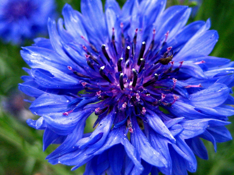 What does cornflower look like