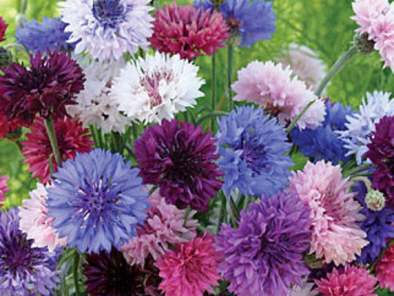 Blue and blue cornflowers