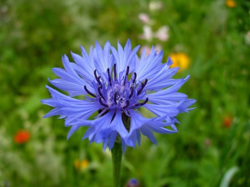 Cornflower blue - description and medicinal properties