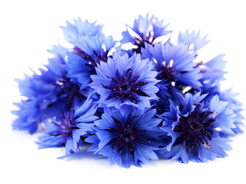 Types and varieties of cornflowers