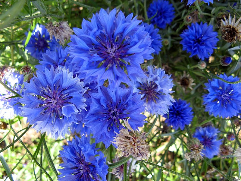 How to grow cornflowers